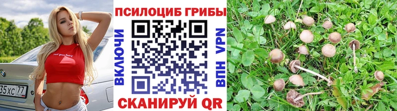 Псилоцибиновые грибы MAGIC MUSHROOMS  ссылка на мегу как войти  Бердск 